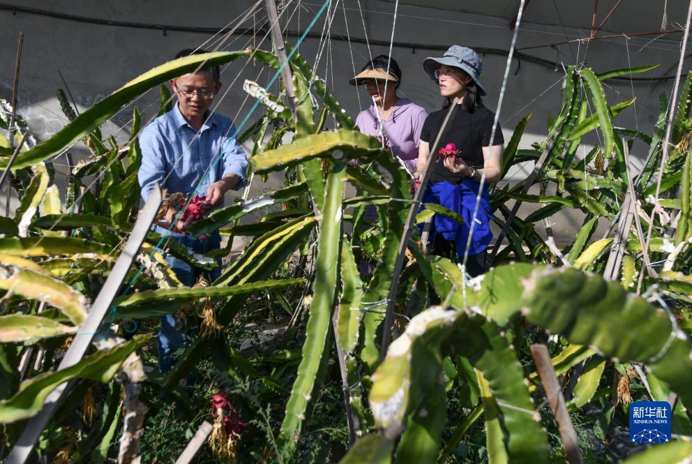 太阳城游戏城
